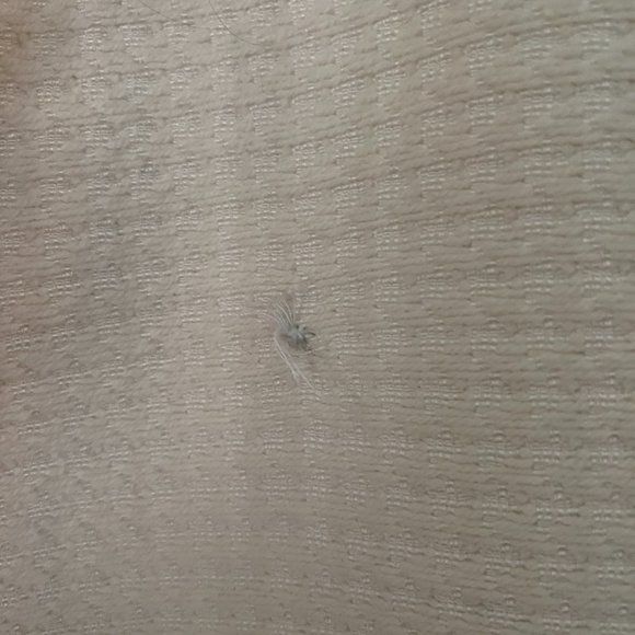 Trina Turk Textured Cream Winter Coat - Picture 5 of 12